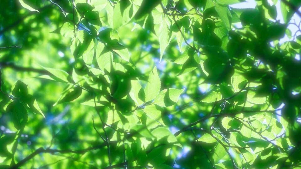 青々と茂る葉っぱ達｜Ghichi.com