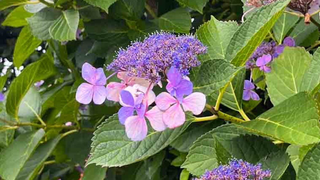 紫陽花｜富士見台テニスクラブ｜Ghichi.com
