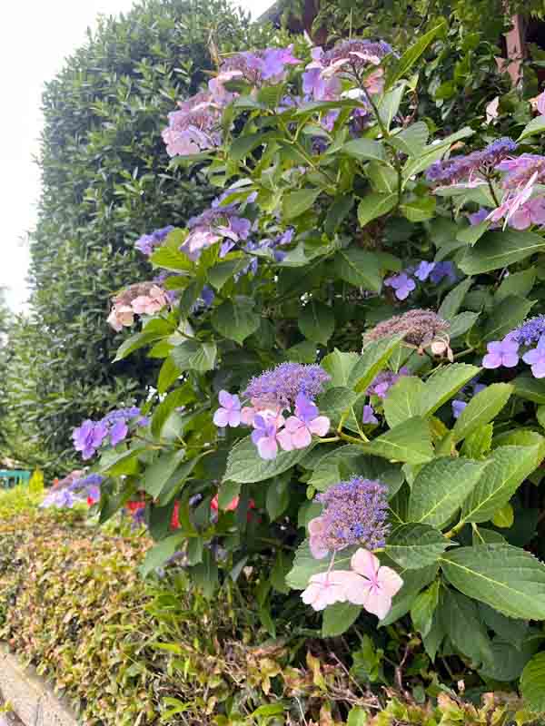 紫陽花｜富士見台テニスクラブ｜Ghichi.com